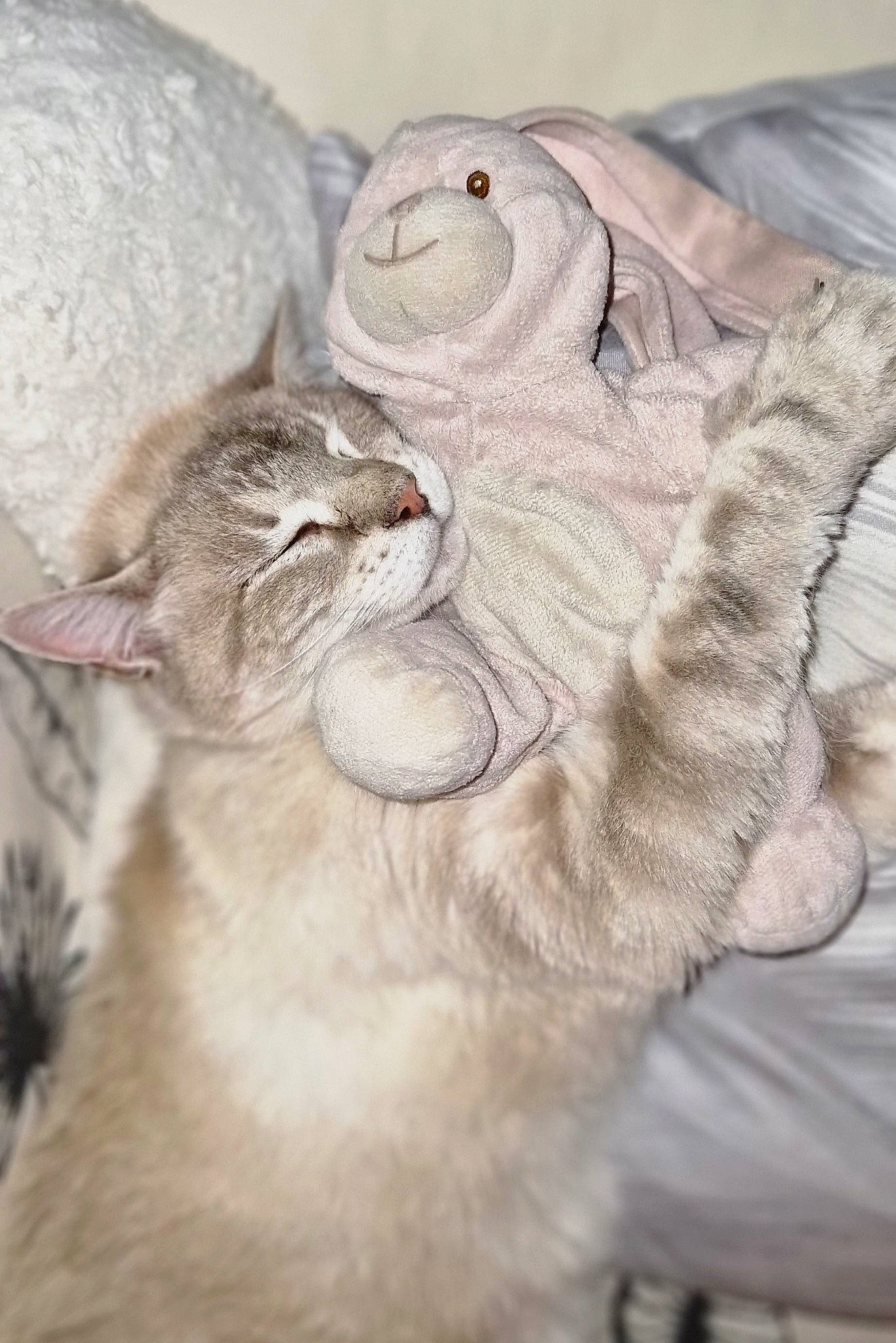 Pequegno participe au concours pour gagner de l'argent avec cette photo : art, carnivore, cat, claw, comfort, fawn, felidae, fur, gesture, grey, paw, small_to_medium_sized_cats, snout, tail, terrestrial_animal, whiskers, wildlife