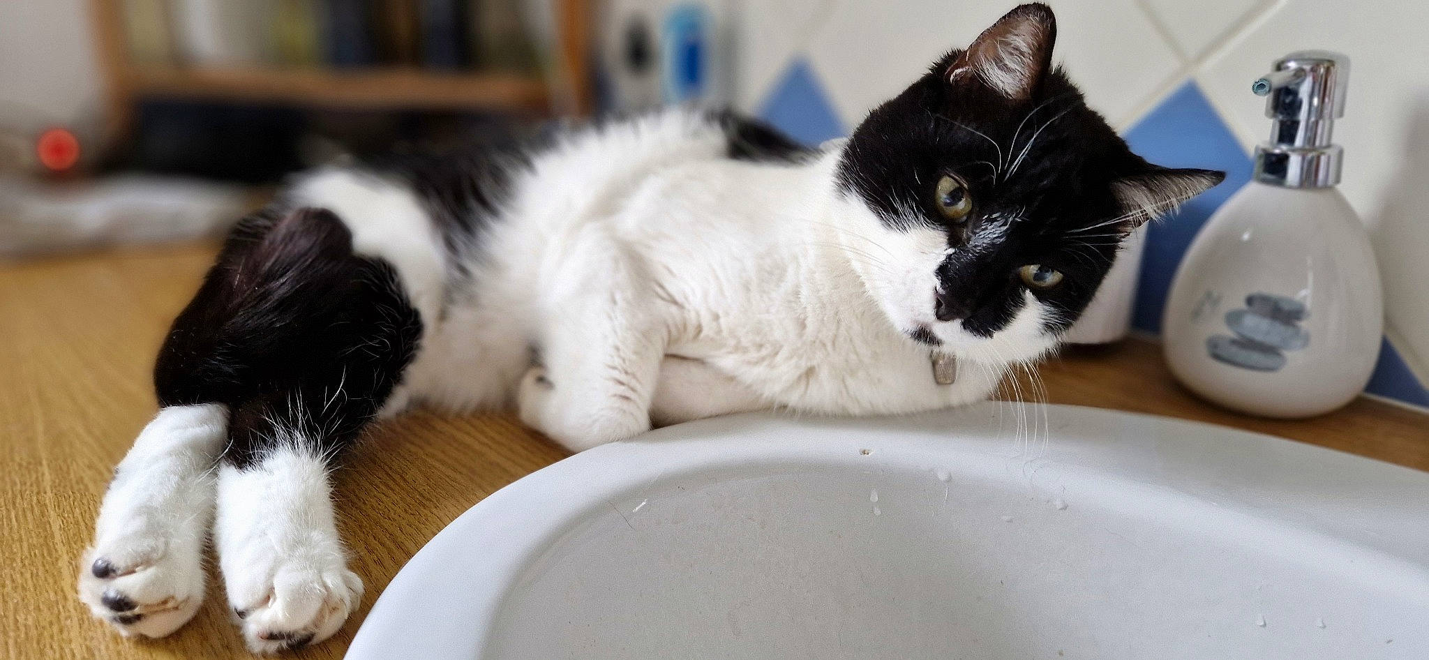 Guyzmo a rejoint le concours — aidez-le/la à gagner de superbes lots ! carnivore, cat, cat_supply, ceramic, claw, comfort, dishware, domestic_short_haired_cat, felidae, fluid, fur, paw, pet_supply, plumbing_fixture, serveware, small_to_medium_sized_cats, snout, tail, terrestrial_animal, whiskers