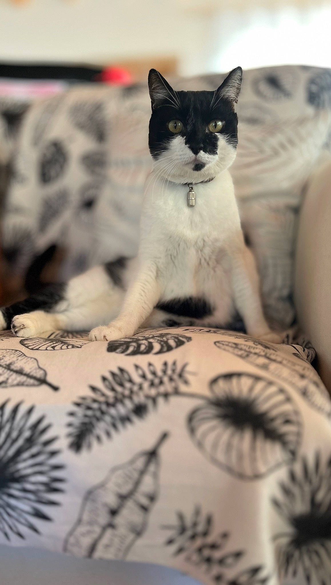 Guyzmo a rejoint le concours — aidez-le/la à gagner de superbes lots ! black_and_white, carnivore, cat, comfort, domestic_short_haired_cat, felidae, formal_wear, fur, linens, mammal, monochrome, monochrome_photography, pattern, paw, photography, sitting, small_to_medium_sized_cats, tail, whiskers, white