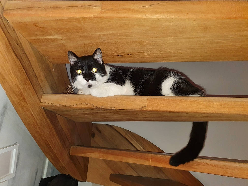 Guyzmo participe au concours pour gagner de l'argent avec cette photo : carnivore, cat, cat_supply, chair, comfort, domestic_short_haired_cat, felidae, flooring, fur, hardwood, pedestal, pet_supply, plywood, small_to_medium_sized_cats, table, tail, whiskers, window, wood, wood_stain