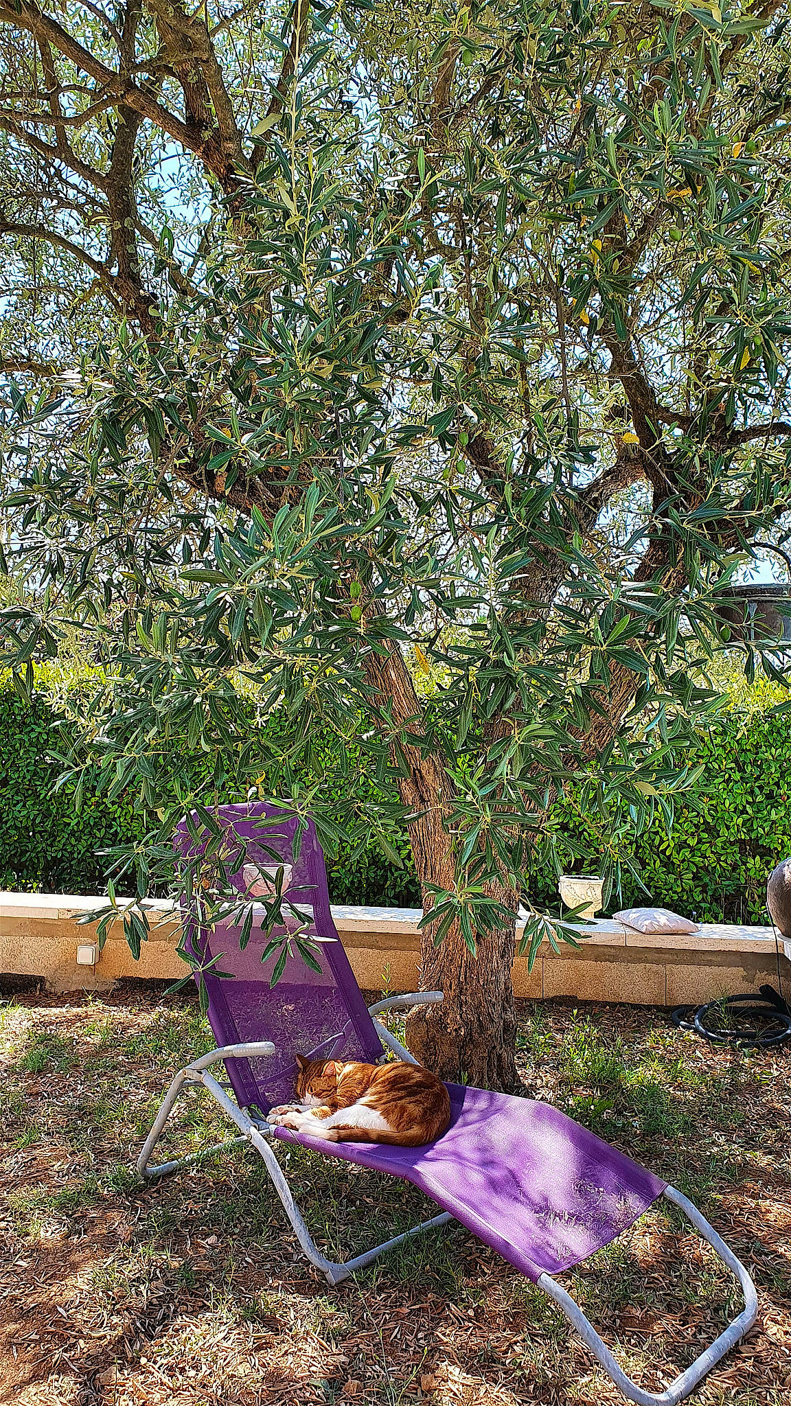 Irys a rejoint le concours — aidez-le/la à gagner de superbes lots ! chair, comfort, garden, grass, groundcover, landscape, landscaping, leisure, natural_landscape, outdoor_furniture, plant, plant_community, purple, shade, shrub, sitting, tints_and_shades, tree, twig, wood
