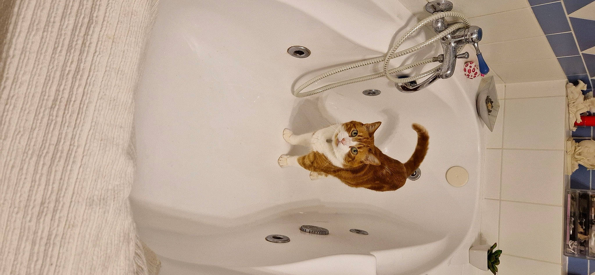 Irys a rejoint le concours — aidez-le/la à gagner de superbes lots ! bathing, bathroom, bathroom_accessory, bathroom_sink, bathtub, bathtub_spout, cat, ceiling, ceramic, felidae, fluid, household_hardware, liquid, personal_care, plumbing, plumbing_fitting, plumbing_fixture, sink, tap, valve