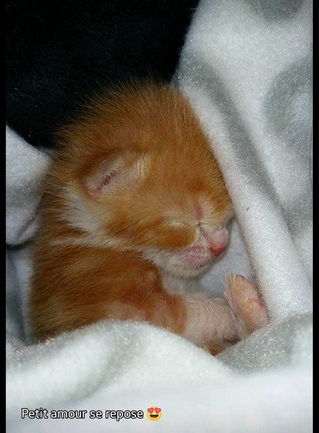 Irys participe au concours pour gagner de l'argent avec cette photo : carnivore, cat, claw, comfort, domestic_short_haired_cat, fawn, felidae, foot, fur, gesture, linens, nap, paw, photo_caption, sleep, small_to_medium_sized_cats, snout, tail, terrestrial_animal, whiskers