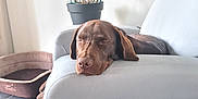 Rita a rejoint le concours — aidez-le/la à gagner de superbes lots ! armchair, brown_dog, calm, canine, cozy, dog, domestic_animal, furniture, home, indoor, living_room, nap, peaceful, pet_bed, plant, potted_plant, relaxation, resting, sleeping, tile_floor