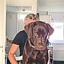 Rita a rejoint le concours — aidez-le/la à gagner de superbes lots ! animal, appliance, bracelet, brown_dog, chair, collar, dog, door, floor, hair, home, human_arm, indoor, kitchen, labrador, light, person, pet, radiator, window