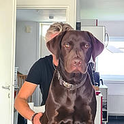 Rita participe au concours pour gagner de l'argent avec cette photo : animal, brown_dog, chair, chocolate_labrador, collar, companion, dog, door, floor, furniture, human, indoor, kitchen, light, person, pet, pet_owner, portrait, white_wall, window