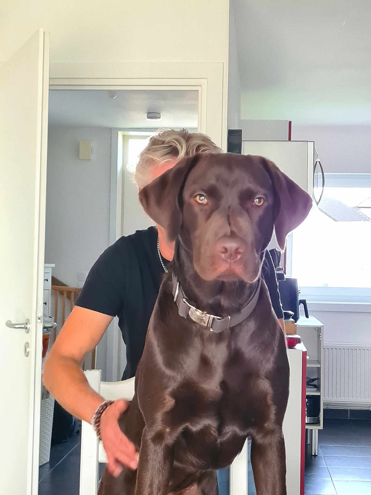 Rita participe au concours pour gagner de l'argent avec cette photo : animal, brown_dog, chair, chocolate_labrador, collar, companion, dog, door, floor, furniture, human, indoor, kitchen, light, person, pet, pet_owner, portrait, white_wall, window