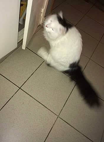 Felix a rejoint le concours — aidez-le/la à gagner de superbes lots ! carnivore, cat, fawn, felidae, floor, fur, kitten, persian, small_to_medium_sized_cats, tail, tile, turkish_angora, turkish_van, whiskers