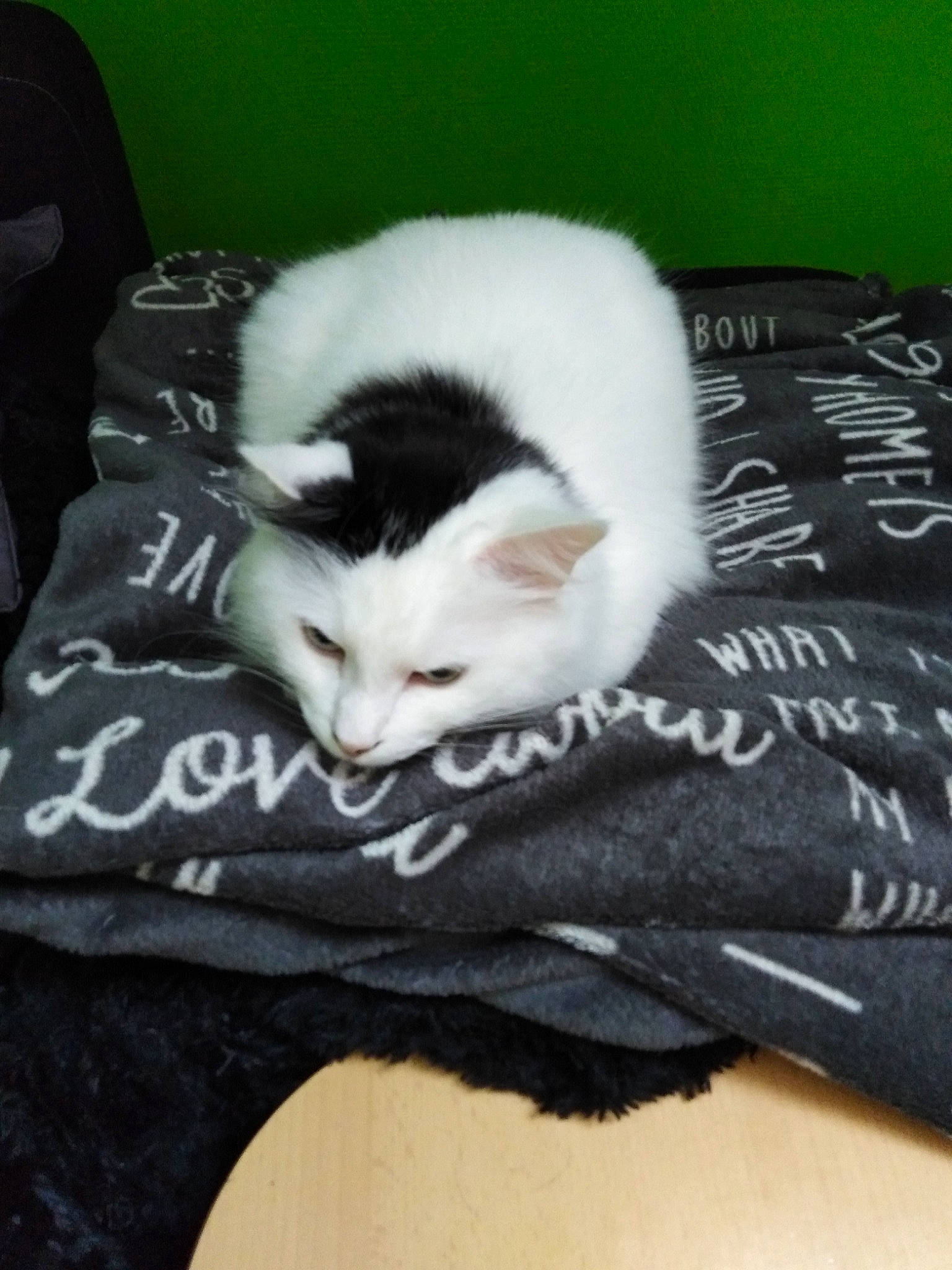 Felix a rejoint le concours — aidez-le/la à gagner de superbes lots ! asian, black, black_and_white, carnivore, cat, domestic_short_haired_cat, felidae, fur, kitten, linens, nap, small_to_medium_sized_cats, tail, whiskers