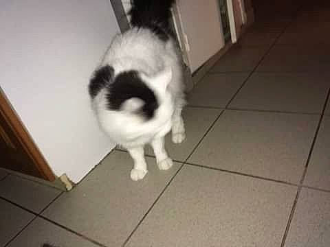 Felix participe au concours pour gagner de l'argent avec cette photo : border_collie, canidae, carnivore, cat, dog, dog_breed, felidae, floor, fur, mammal, small_to_medium_sized_cats, sporting_group, tail, vertebrate, whiskers