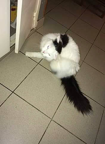 Felix a rejoint le concours — aidez-le/la à gagner de superbes lots ! canidae, carnivore, cat, domestic_long_haired_cat, felidae, kitten, mammal, norwegian_forest_cat, persian, small_to_medium_sized_cats, tail, whiskers