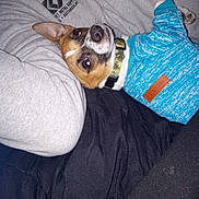 Tuco is registered to the contest to win money with this photo: dog, small_dog, sweater, blue_sweater, pet, lying_down, blanket, grey_blanket, black_blanket, collar, indoor, cozy, resting, cute, animal, fur, ears, snout, paw, relaxed