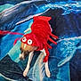 animal, animal_costume, background, blue_blanket, costume, cute, dog, fur, human_hand, indoor, legs, lobster, ocean_theme, pet, pet_clothing, playful, red, rings, sitting, white_paws