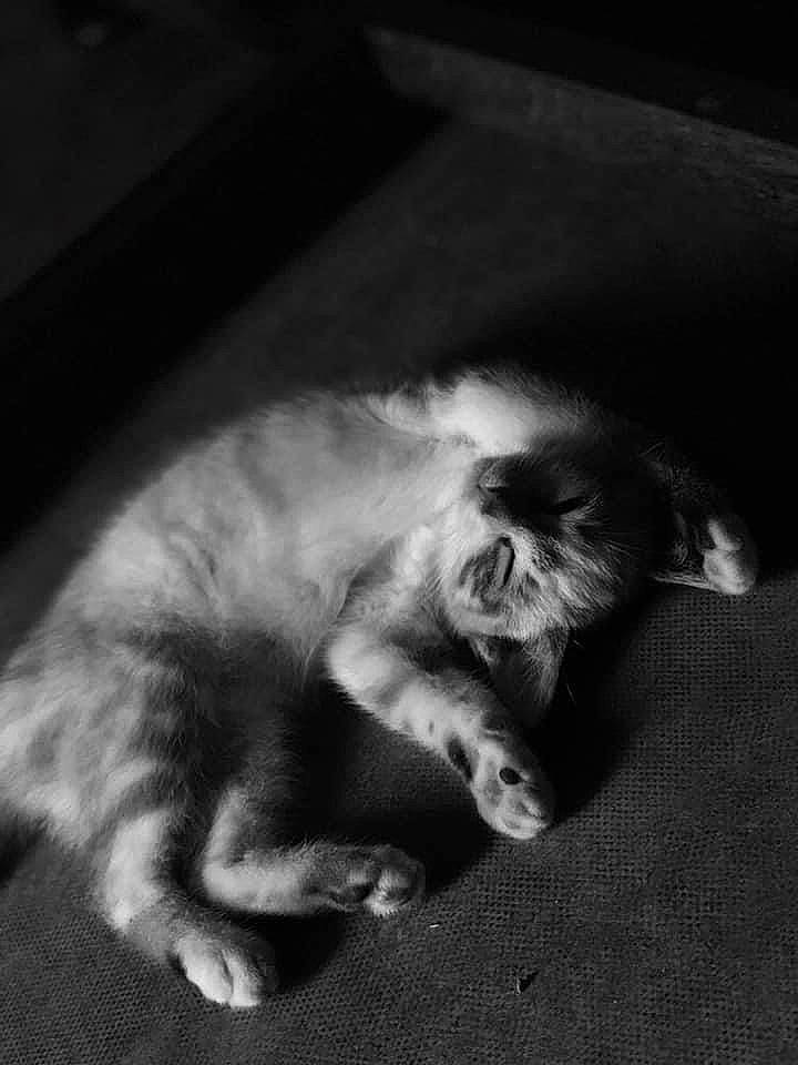 Louna participe au concours pour gagner de l'argent avec cette photo : black_and_white, carnivore, cat, companion_dog, darkness, dog_breed, eye, felidae, grey, head, jaw, monochrome, monochrome_photography, paw, small_to_medium_sized_cats, snout, sporting_group, tail, tints_and_shades, whiskers