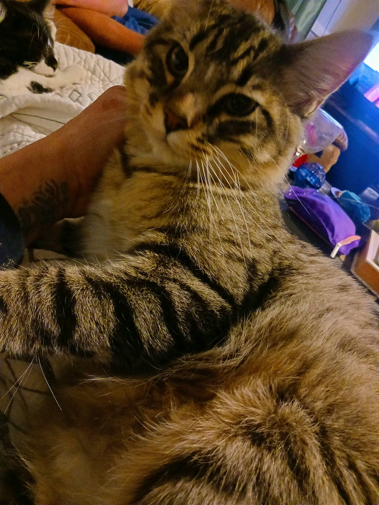 Booboo is registered to the contest to win money with this photo: carnivore, cat, claw, comfort, domestic_short_haired_cat, felidae, fur, lap, mammal, nap, paw, sitting, sleep, small_to_medium_sized_cats, snout, tail, terrestrial_animal, whiskers, wildlife