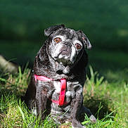 Rosie is registered to the contest to win money with this photo: dog, pug, pet, animal, grass, outdoor, sunlight, curious, sitting, pink_harness, portrait, cute, small_dog, nature, canine, head_tilt, furry, companion, friendly, adorable