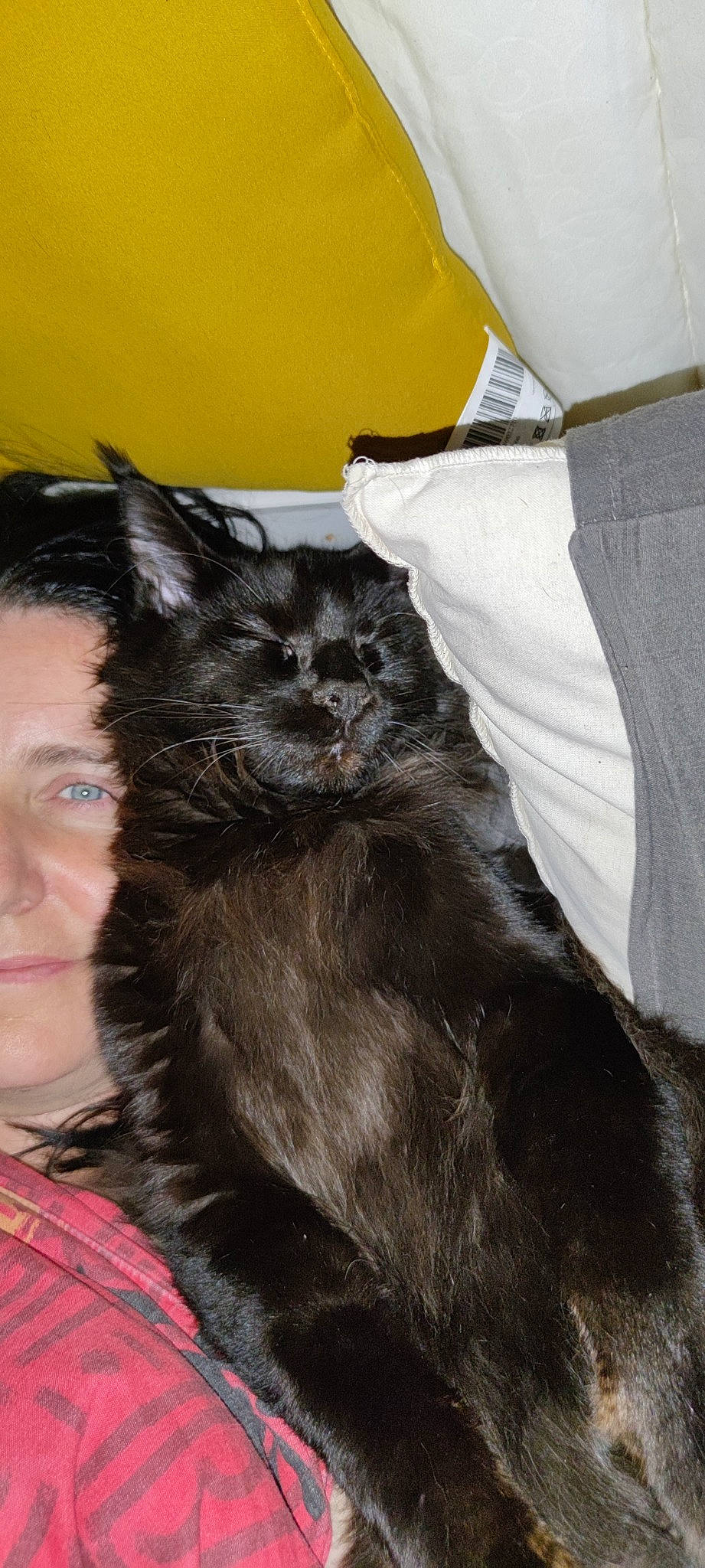 Simba participe au concours pour gagner de l'argent avec cette photo : bed, black_cat, canidae, carnivore, cat, claw, comfort, dog_breed, domestic_short_haired_cat, ear, felidae, fur, gesture, paw, sitting, small_to_medium_sized_cats, snout, tail, tartan, whiskers