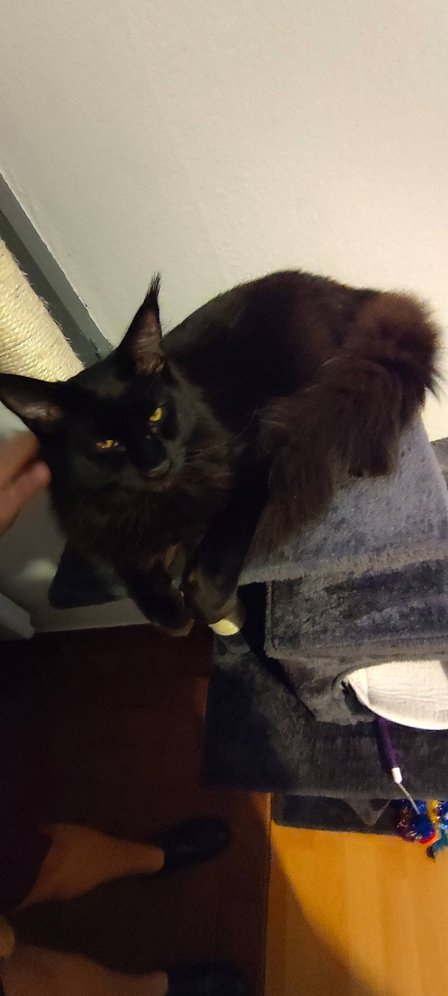 Simba participe au concours pour gagner de l'argent avec cette photo : black_cat, carnivore, cat, domestic_short_haired_cat, drinkware, felidae, fur, grey, mammal, plant, room, serveware, small_to_medium_sized_cats, snout, tableware, tail, vertebrate, whiskers