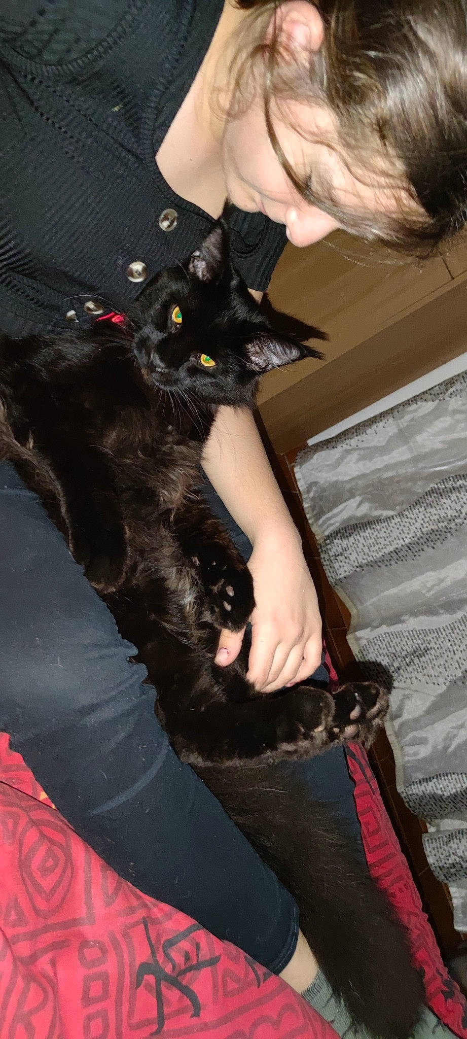 Simba a rejoint le concours — aidez-le/la à gagner de superbes lots ! arm, black_hair, carnivore, cat, elbow, felidae, formal_wear, fur, gesture, hair, hairstyle, hand, human_leg, knee, lap, long_hair, nail, small_to_medium_sized_cats, thigh, whiskers