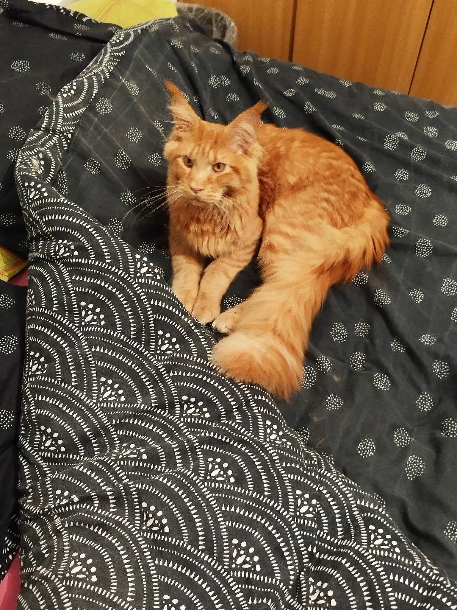 T-rex a rejoint le concours — aidez-le/la à gagner de superbes lots ! bedding, carnivore, cat, comfort, couch, domestic_short_haired_cat, fawn, felidae, flooring, linens, pattern, pillow, plant, room, small_to_medium_sized_cats, tail, textile, tree, whiskers, wood