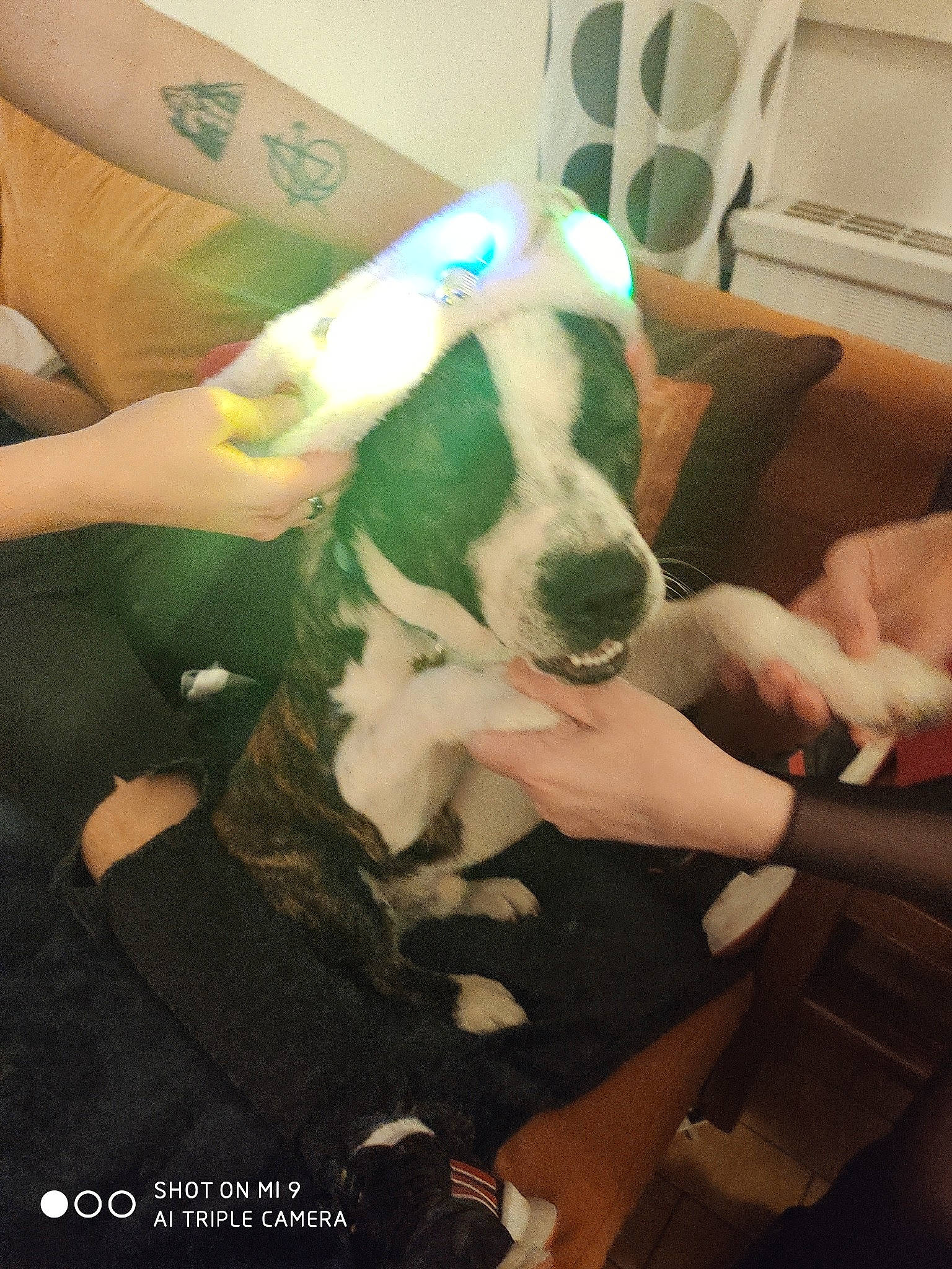 Bethoven a rejoint le concours — aidez-le/la à gagner de superbes lots ! bull_terrier, bull_terrier_miniature, canidae, carnivore, dog, dog_breed, ear, fawn, non_sporting_group