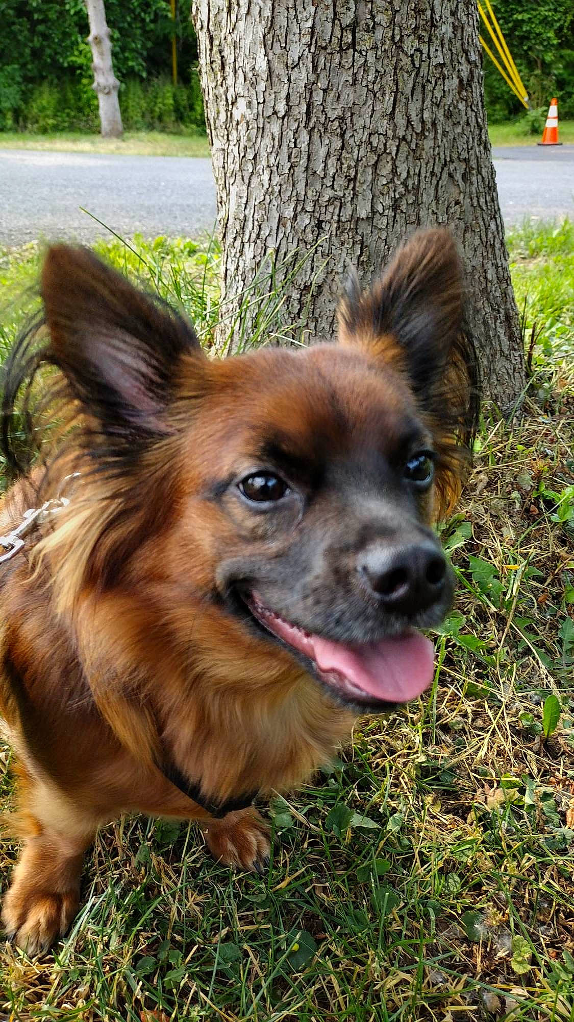 Prince joined the competition — help win amazing prizes! canidae, carnivore, companion_dog, dog, dog_breed, fawn, fur, grass, liver, plant, snout, sporting_group, terrestrial_animal, tree, trunk, whiskers, working_dog