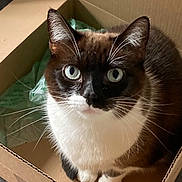 Storm joined the competition — help win amazing prizes! animal, black, blue_eyes, box, brown, cardboard_box, cat, close_up, curious, domestic_cat, feline, floor, fur, indoor, looking_up, pet, sitting, tile, whiskers, white