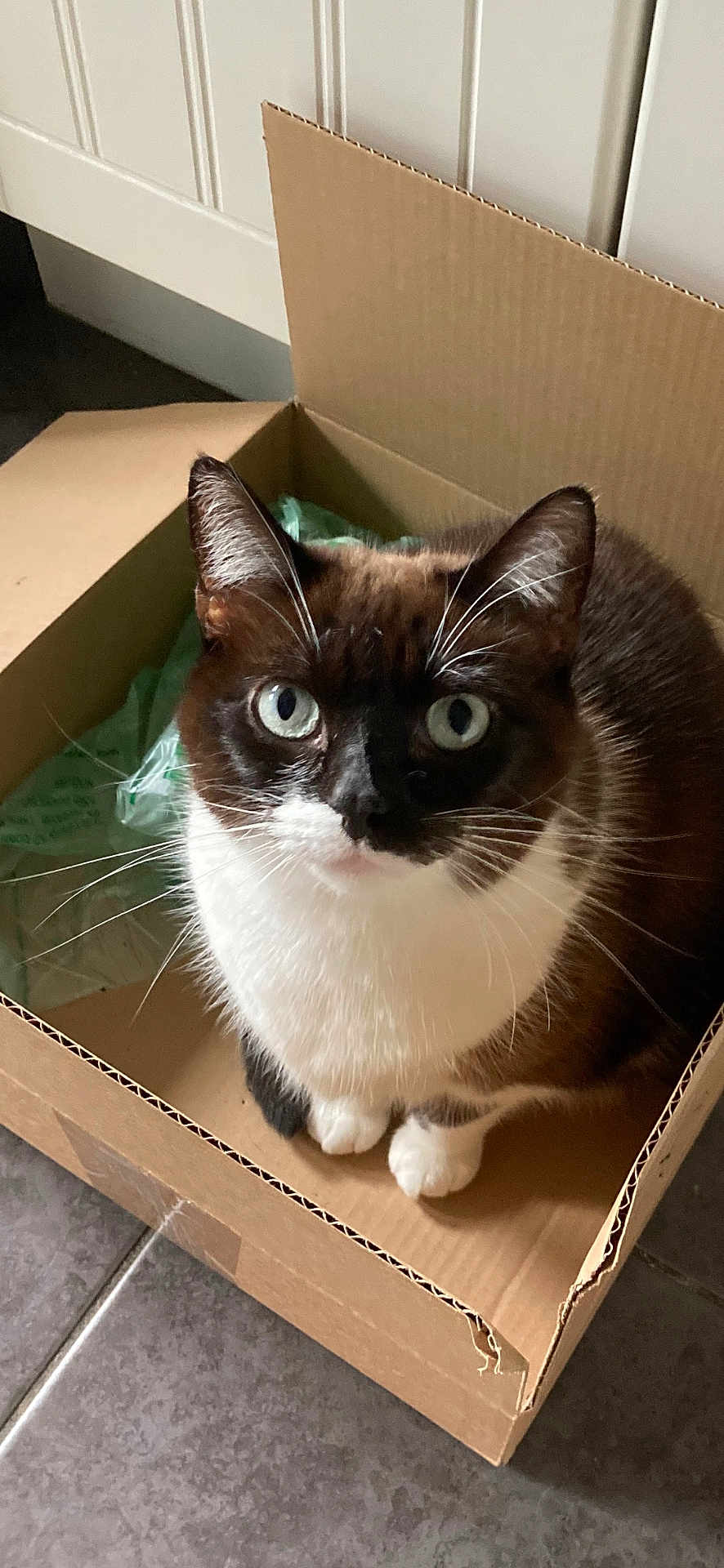Storm joined the competition — help win amazing prizes! animal, black, blue_eyes, box, brown, cardboard_box, cat, close_up, curious, domestic_cat, feline, floor, fur, indoor, looking_up, pet, sitting, tile, whiskers, white