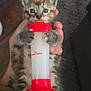animal, baby_animal, blue_eyes, bottle, carpet, cat, claws, close_up, cute, feeding, feline, fur, hand, human, indoor, kitten, paws, pet, small, young
