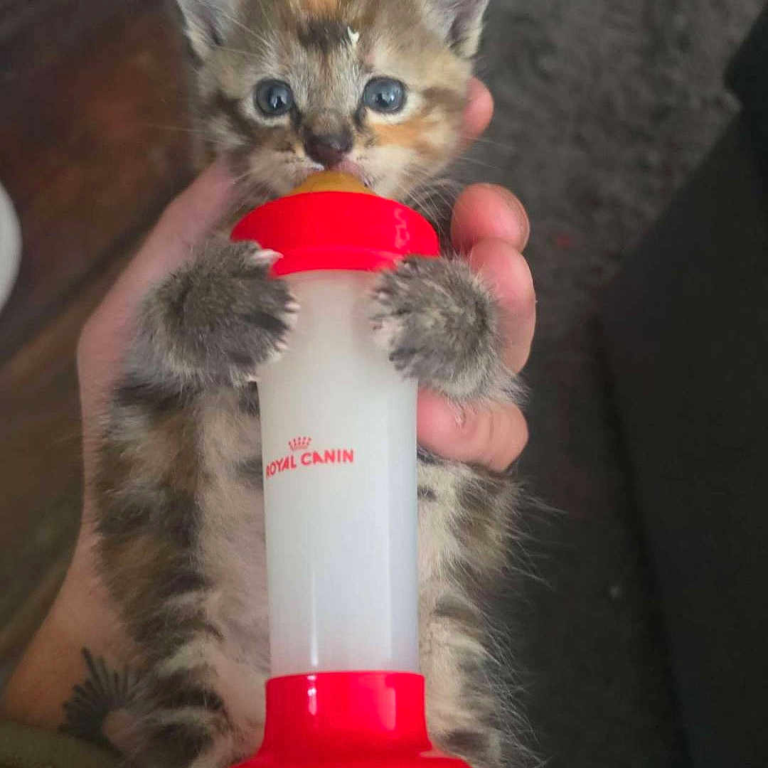 Amya a rejoint le concours — aidez-le/la à gagner de superbes lots ! animal, baby_animal, blue_eyes, bottle, carpet, cat, claws, close_up, cute, feeding, feline, fur, hand, human, indoor, kitten, paws, pet, small, young