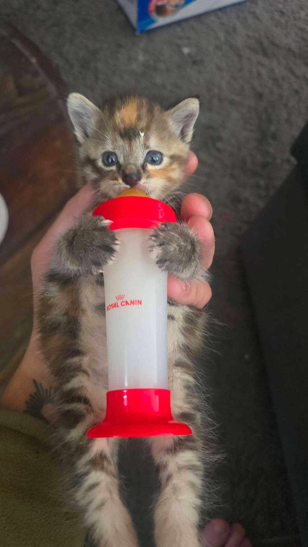 Amya a rejoint le concours — aidez-le/la à gagner de superbes lots ! animal, baby_animal, blue_eyes, bottle, carpet, cat, claws, close_up, cute, feeding, feline, fur, hand, human, indoor, kitten, paws, pet, small, young