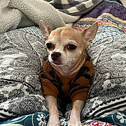 Honey is registered to the contest to win money with this photo: chihuahua, dog, small_dog, pet, sweater, paw, ears, snout, fur, blanket, patterned_blanket, bedding, bed, indoor, cozy, portrait, cute, resting, whiskers, front_view