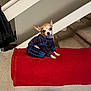 Honey joined the competition — help win amazing prizes! chihuahua, dog, small_dog, pet, sweater, plaid_sweater, red_blanket, couch, sofa, staircase, indoor, carpet, ears, big_eyes, sitting, cozy, home_interior, looking_at_camera, portrait, textile