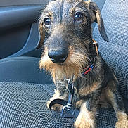 Pepper participe au concours pour gagner de l'argent avec cette photo : animal, black, brown, canine, car_seat, close_up, collar, companion, cute, dachshund, dog, fur, indoors, leash, pet, portrait, puppy, sitting, vehicle, wire_haired