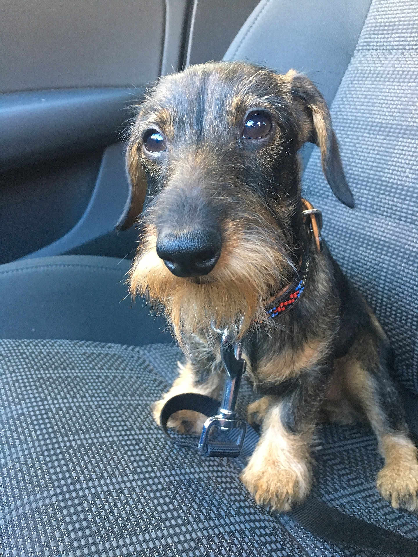 Pepper