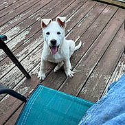 Mr. Wilson is registered to the contest to win money with this photo: puppy, dog, white_dog, deck, wooden_floor, outdoor, happy, tongue_out, pet, canine, playful, chair, jeans, summer, sunlight, fence, garden, cute, young_dog, looking_up