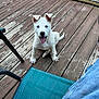 puppy, dog, white_dog, deck, wooden_floor, outdoor, happy, tongue_out, pet, canine, playful, chair, jeans, summer, sunlight, fence, garden, cute, young_dog, looking_up