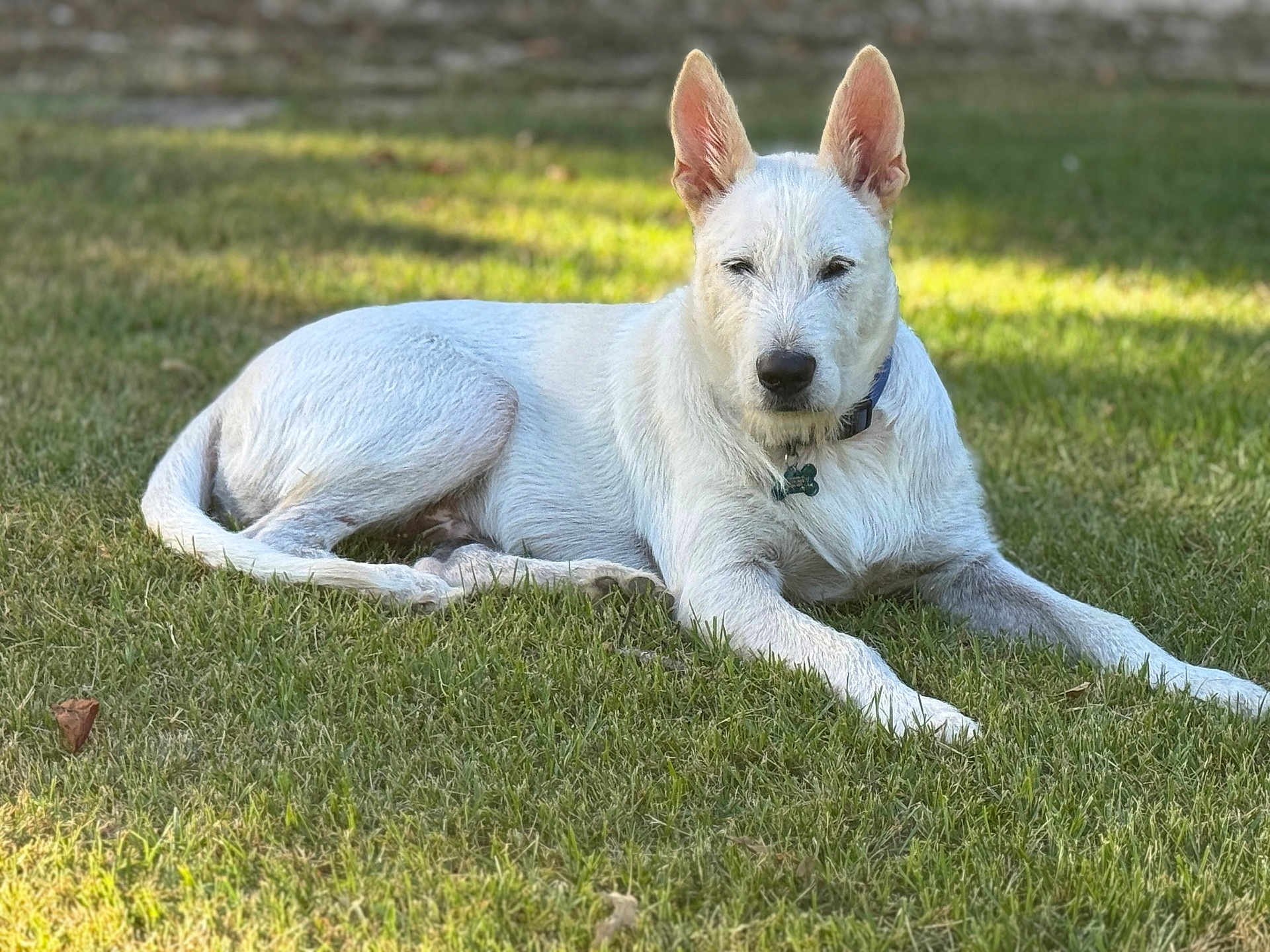 Mr. Wilson joined the competition — help win amazing prizes! dog, white_dog, grass, outdoor, pet, canine, collar, animal, lying_down, sunlight, nature, mammal, domestic_animal, fur, ears, relaxation, quiet, calm, portrait, daylight