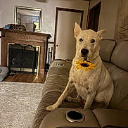 Mr. Wilson is registered to the contest to win money with this photo: animal, carpet, couch, cute, dog, door, fireplace, flower, furniture, home, indoor, leather_couch, living_room, pet, relaxed, remote_control, sitting, sunflower, white_dog, wood_floor