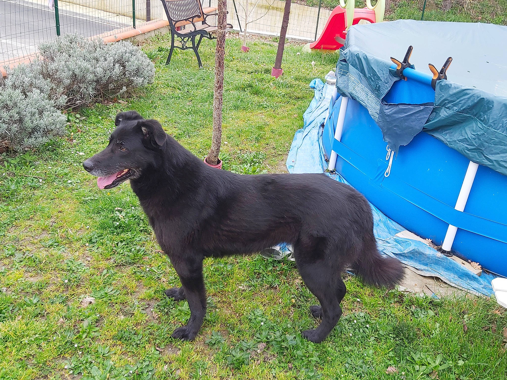 Krystal a rejoint le concours — aidez-le/la à gagner de superbes lots ! blue, borador, carnivore, chair, collar, companion_dog, dog, dog_breed, dog_sports, grass, guard_dog, gun_dog, labrador_retriever, lawn, plant, retriever, sporting_group, tail, working_animal, working_dog