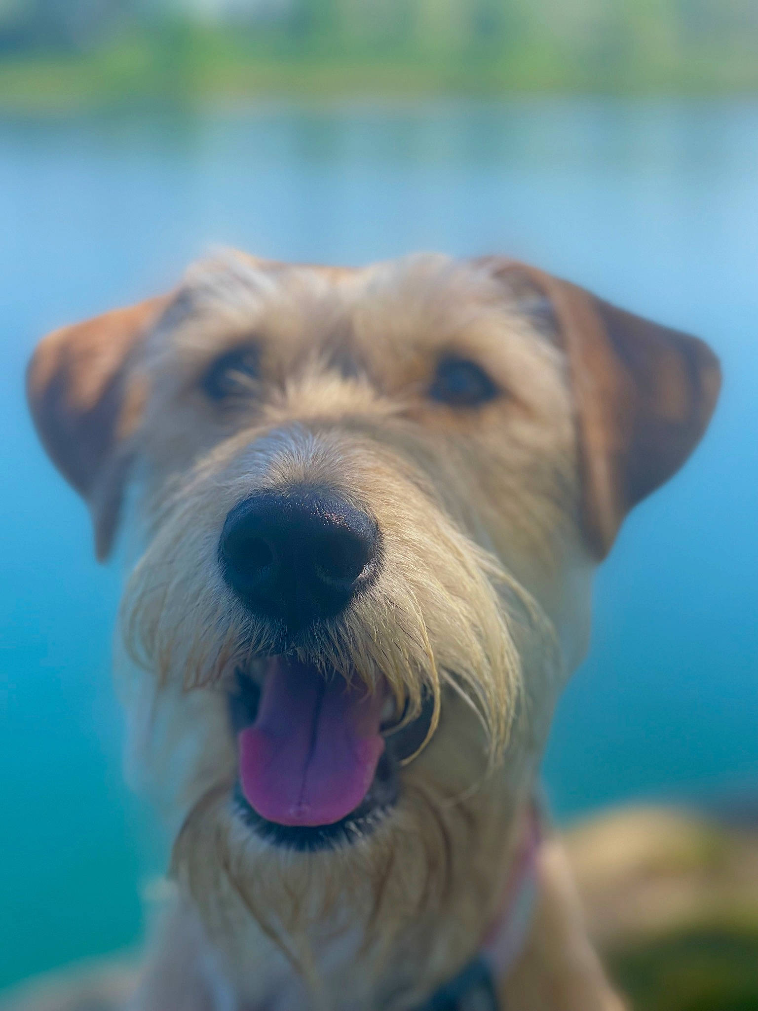 Jolene is registered to the contest to win money with this photo: canidae, carnivore, collar, companion_dog, dog, dog_breed, dog_collar, fang, lake, snout, sporting_group, terrier, water, working_animal