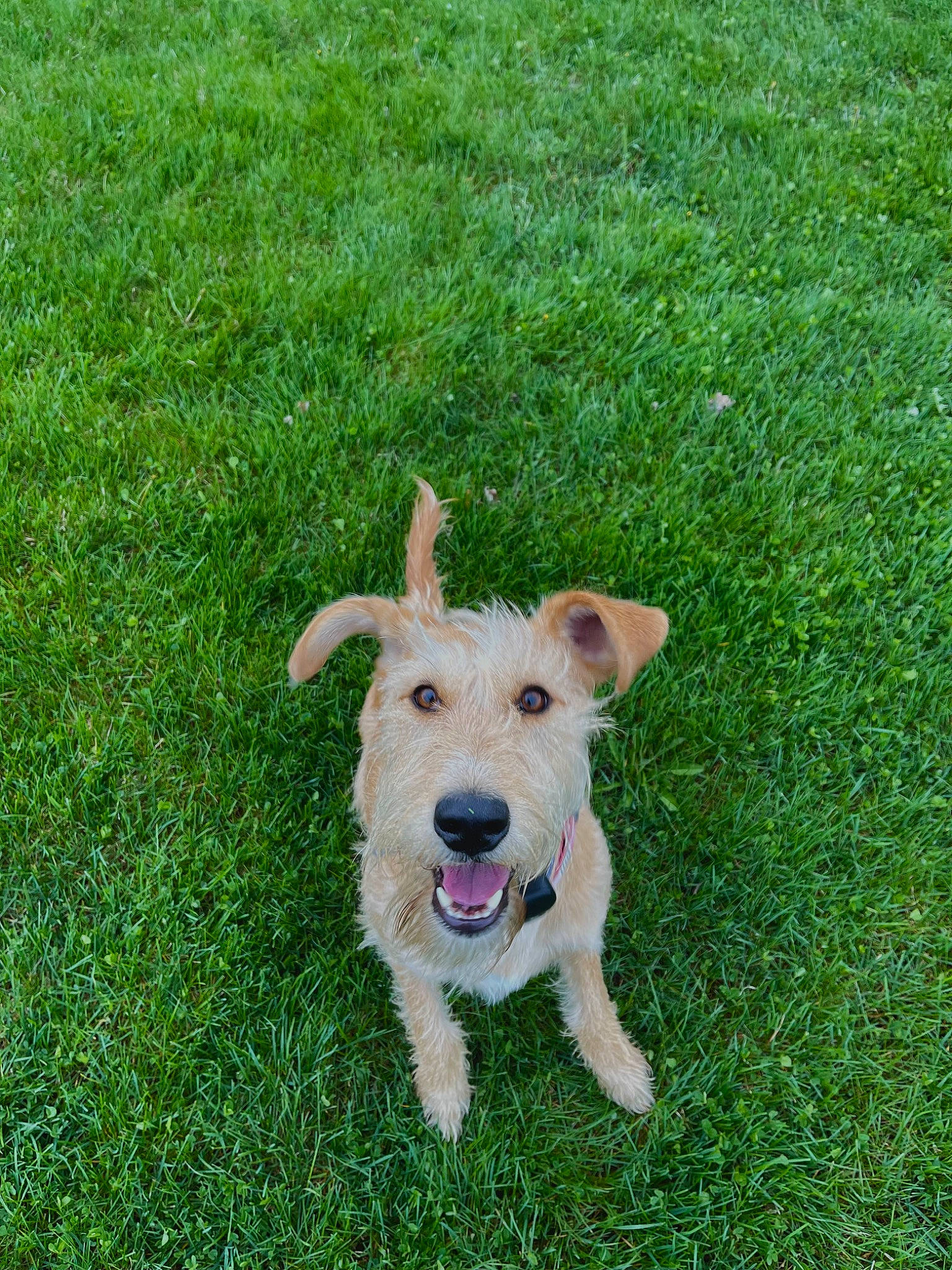 Jolene joined the competition — help win amazing prizes! canidae, carnivore, collar, companion_dog, dog, dog_breed, dog_clothes, dog_collar, dog_supply, fawn, grass, grass_family, grassland, groundcover, lawn, snout, sporting_group, tail, terrier, working_animal