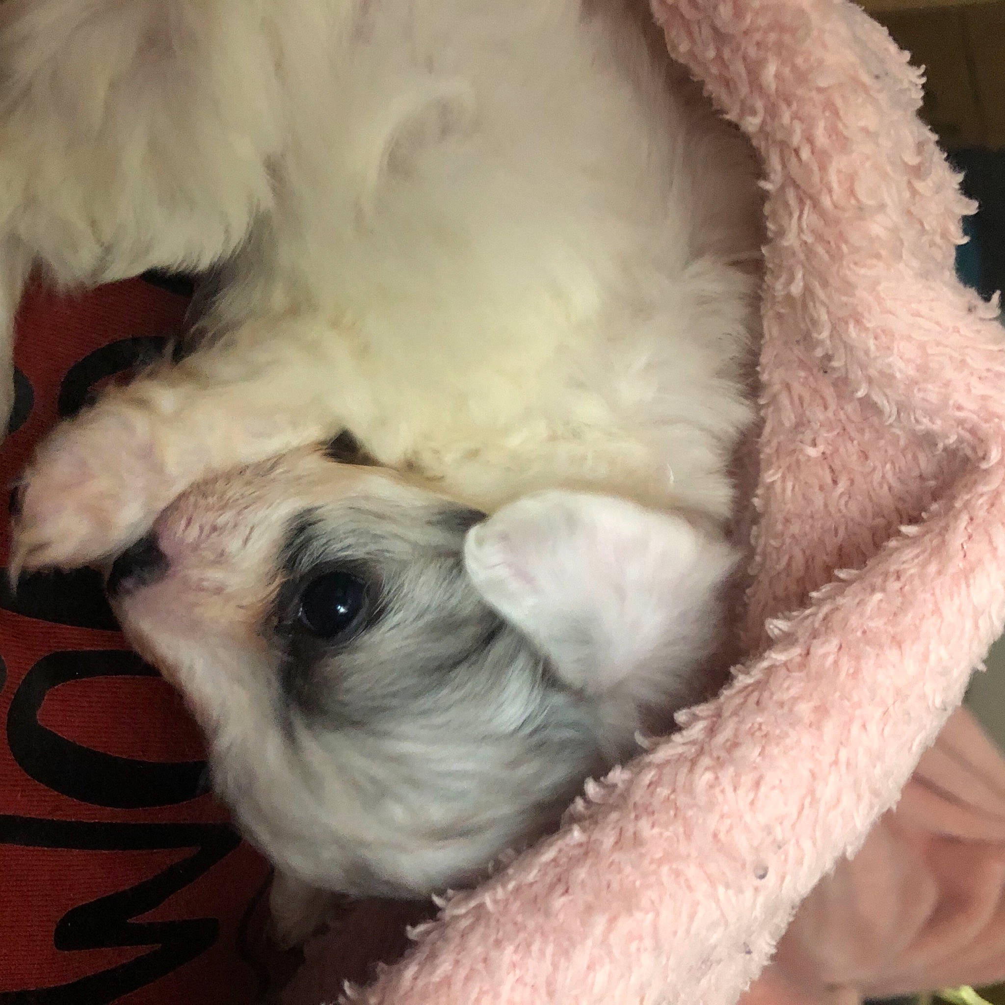 Novalea joined the competition — help win amazing prizes! bichon, bolonka, canidae, carnivore, companion_dog, dog, dog_breed, maltepoo, maltese, mammal, non_sporting_group, puppy, puppy_love, rare_breed_dog, schnoodle, shih_poo, shih_tzu, terrier, toy_dog, toy_poodle