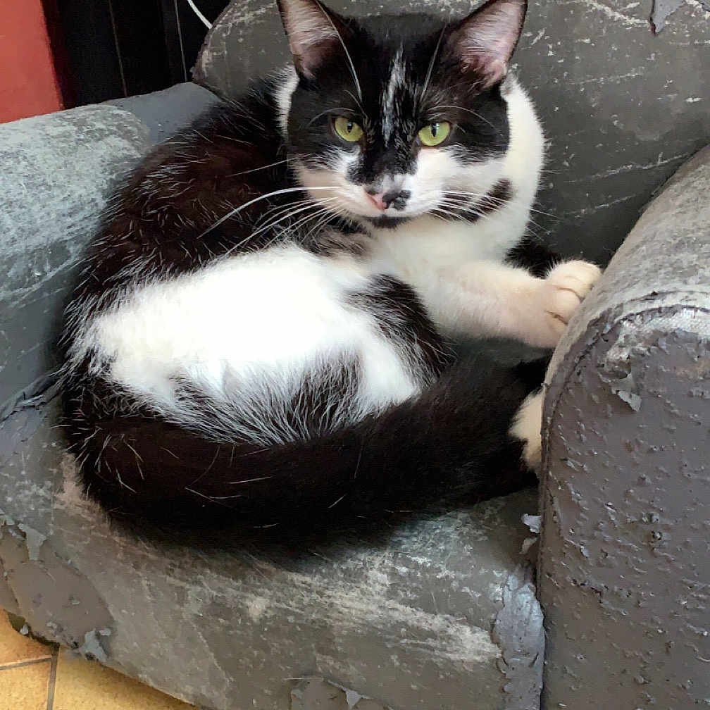 Oreo Blot participe au concours pour gagner de l'argent avec cette photo : abyssinian, animal, architecture, armchair, blackcat, building, cat, chair, couch, den, furniture, indoors, kitten, livingroom, manx, person, pet, room, sleeping