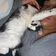 Pumpkin is registered to the contest to win money with this photo: cat, person, indoor, relaxing, gray_clothing, black_and_white_cat, paw, stretching, closeup, face, cuddle, cozy, bed, blanket, resting, pet, fur, hand, night, intimate