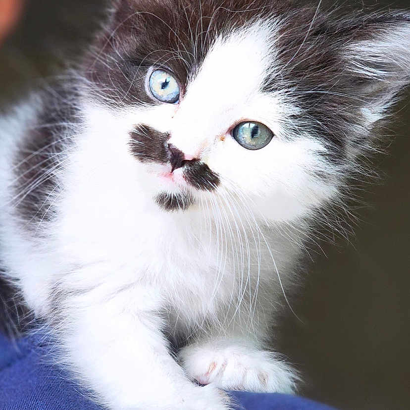 Pumpkin is registered to the contest to win money with this photo: kitten, cat, blue_eyes, black_and_white, fluffy, fur, pet, animal, cute, young, portrait, close_up, whiskers, paws, soft, indoor, curious, muzzle, mustache_pattern, feline