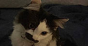 Pumpkin is registered to the contest to win money with this photo: cat, black_and_white, fluffy, pet, indoor, blanket, bed, curious, feline, animal, domestic, fur, whiskers, tail, collar, tag, sitting, dim_light, soft, cute
