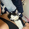 Pumpkin is registered to the contest to win money with this photo: cat, sleeping, person, tattoo, blanket, pillow, bed, indoor, relaxing, fur, black_and_white, rest, comfort, close_up, human_hand, striped_pillow, fabric, skin, nap, cuddle