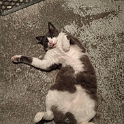 Rockett a rejoint le concours — aidez-le/la à gagner de superbes lots ! cat, animal, pet, fur, lying_down, floor, relaxed, cute, whiskers, tail, indoor, mammal, playful, domestic, feline, resting, sleepy, lazy, paws, expression