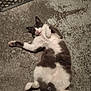 cat, animal, pet, fur, lying_down, floor, relaxed, cute, whiskers, tail, indoor, mammal, playful, domestic, feline, resting, sleepy, lazy, paws, expression
